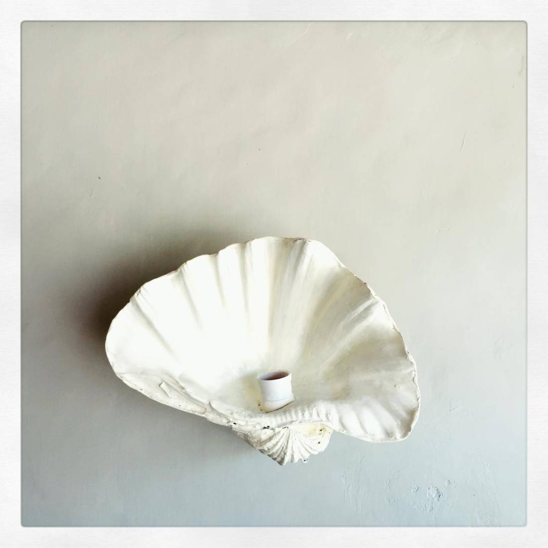 Fluted Shell (openface) Wall Sconce image 2